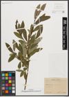 Foto von Salix appendiculata Vill. x Salix purpurea L.